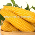 NCO012 Kele Guangzhou beste Maissamen zum Verkauf
